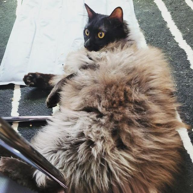 My Cat | 黑貓馬路本尊 〉