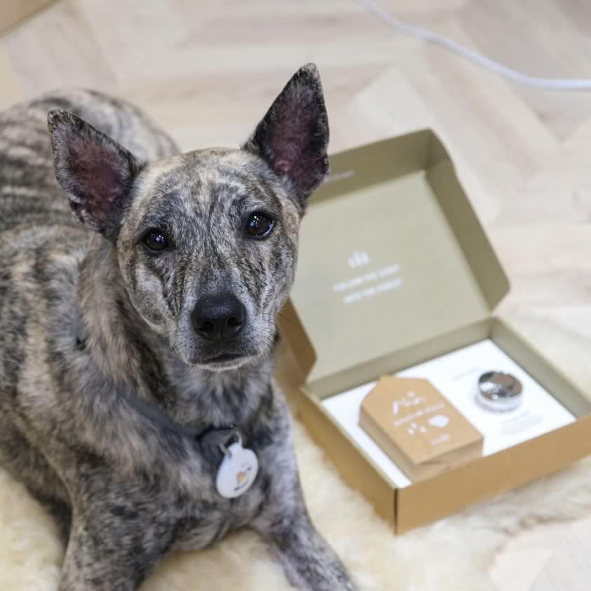 SCENT FOREST 香氛森林 香氛森林 x 小犬工作室 - 看山小犬車用擴香