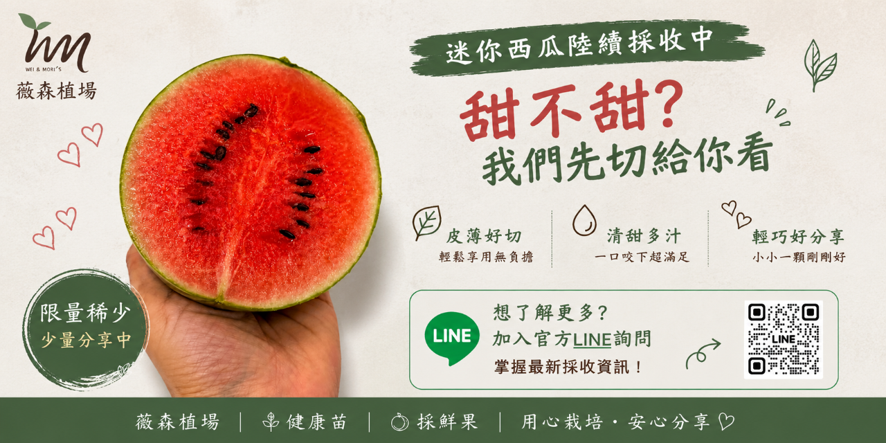 薇森植場 草莓園 草莓苗