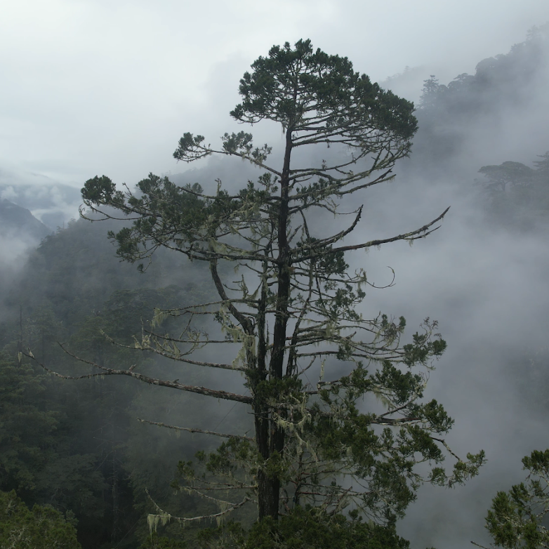 桃山神木｜撞到月亮的樹