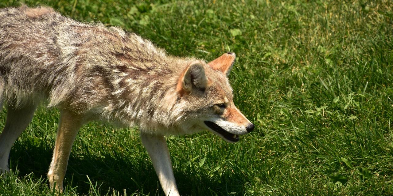 西西叔叔 / Tío Susurro 原來尼加拉瓜人超常用動物形容人！一起學習常見的尼式西班牙文俚語