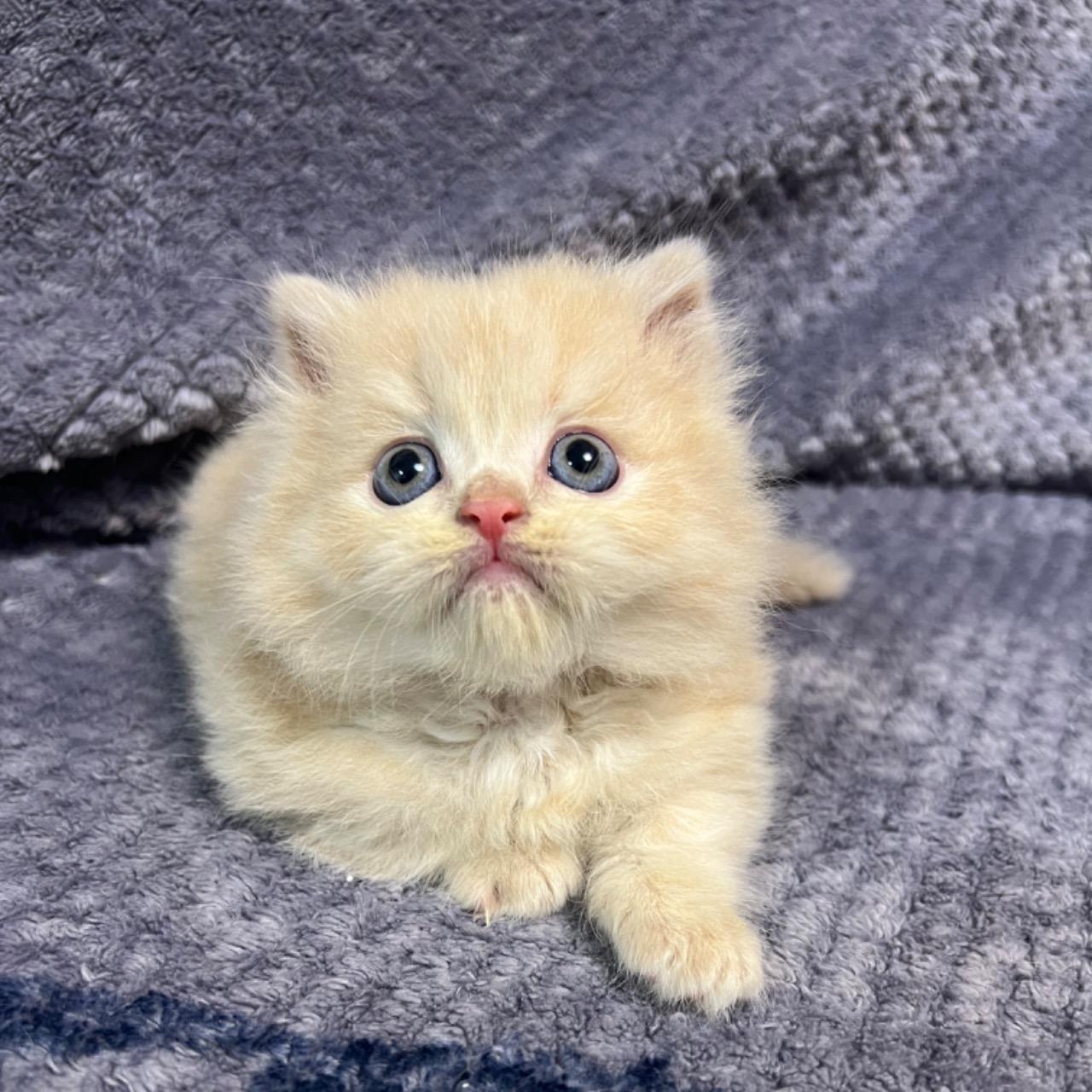 霧唇養貓找小云☁️繽麗貓舍店長 奶油小步舞曲