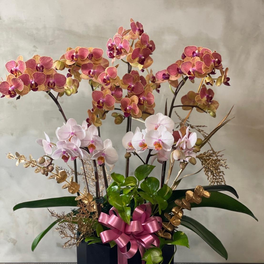 Ps blooom 光合花浦