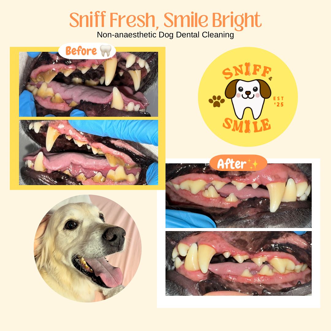 Sniff & Smile Age : 8