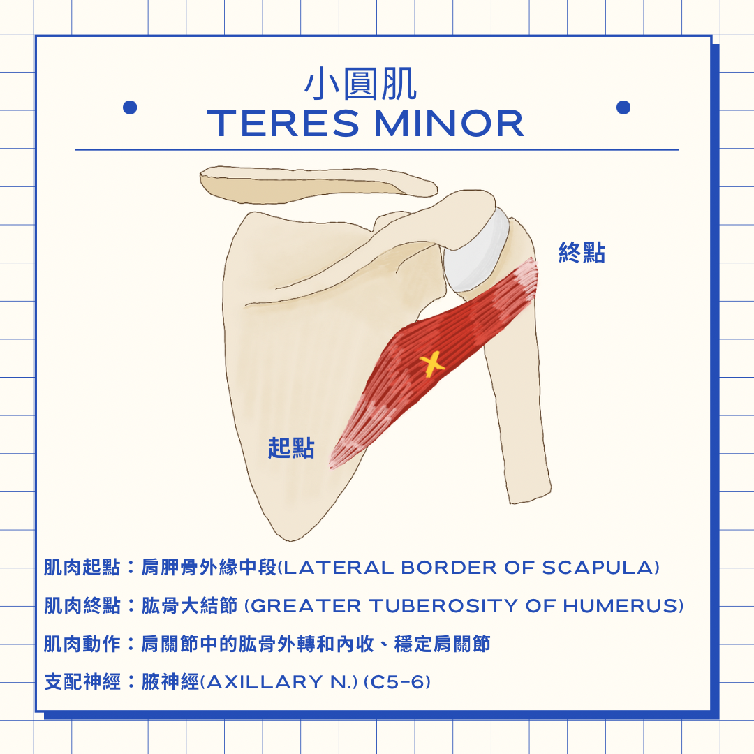 Yo 物理治療師 旋轉肌群-小圓肌