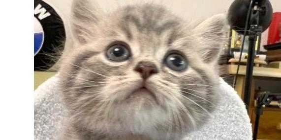 霧唇養貓找小云☁️繽麗貓舍店長 繽麗貓舍諮詢