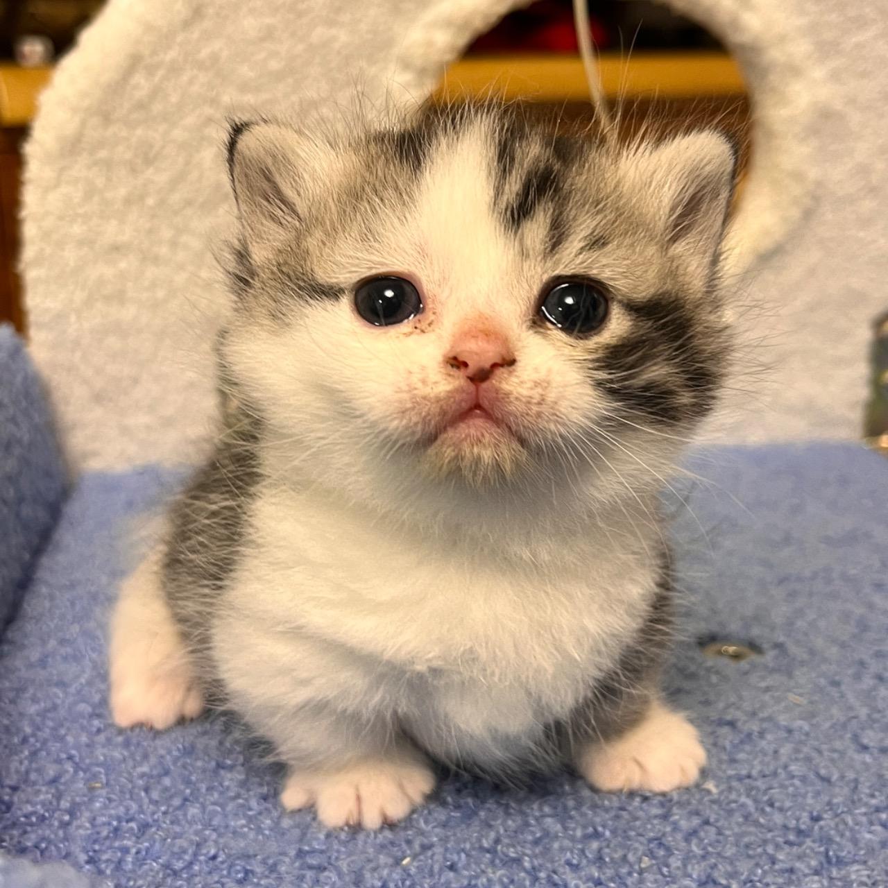 擼貓餐廳招商洽詢