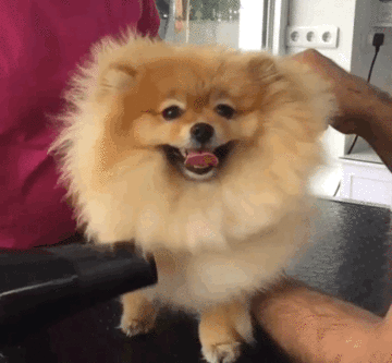 GOLD PETS