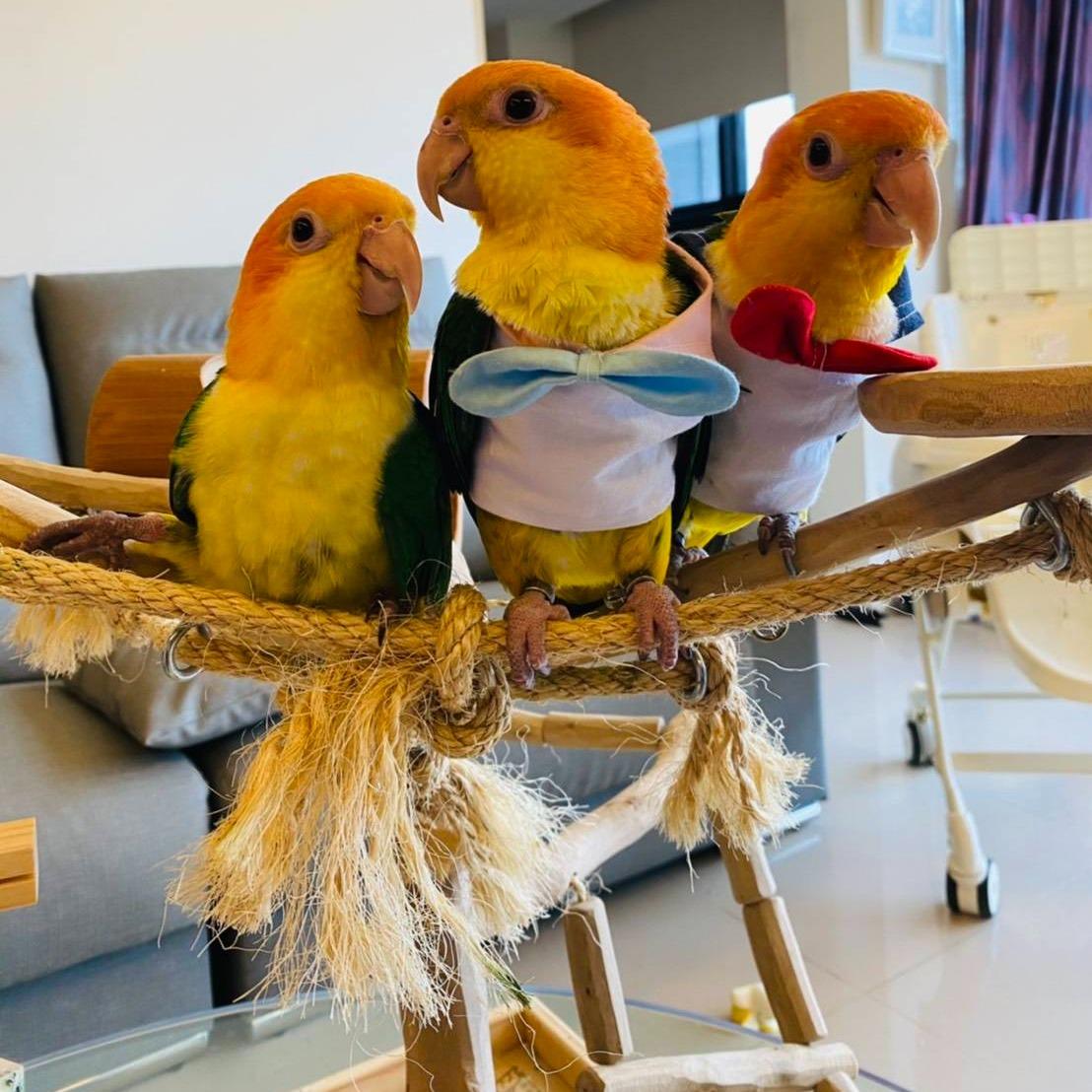 魚雁木坊│鸚鵡寄宿x站台玩具