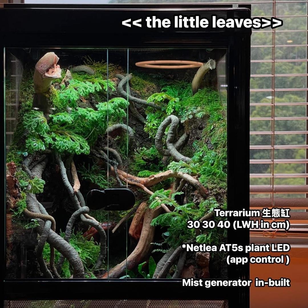 MeP Lab terrarium