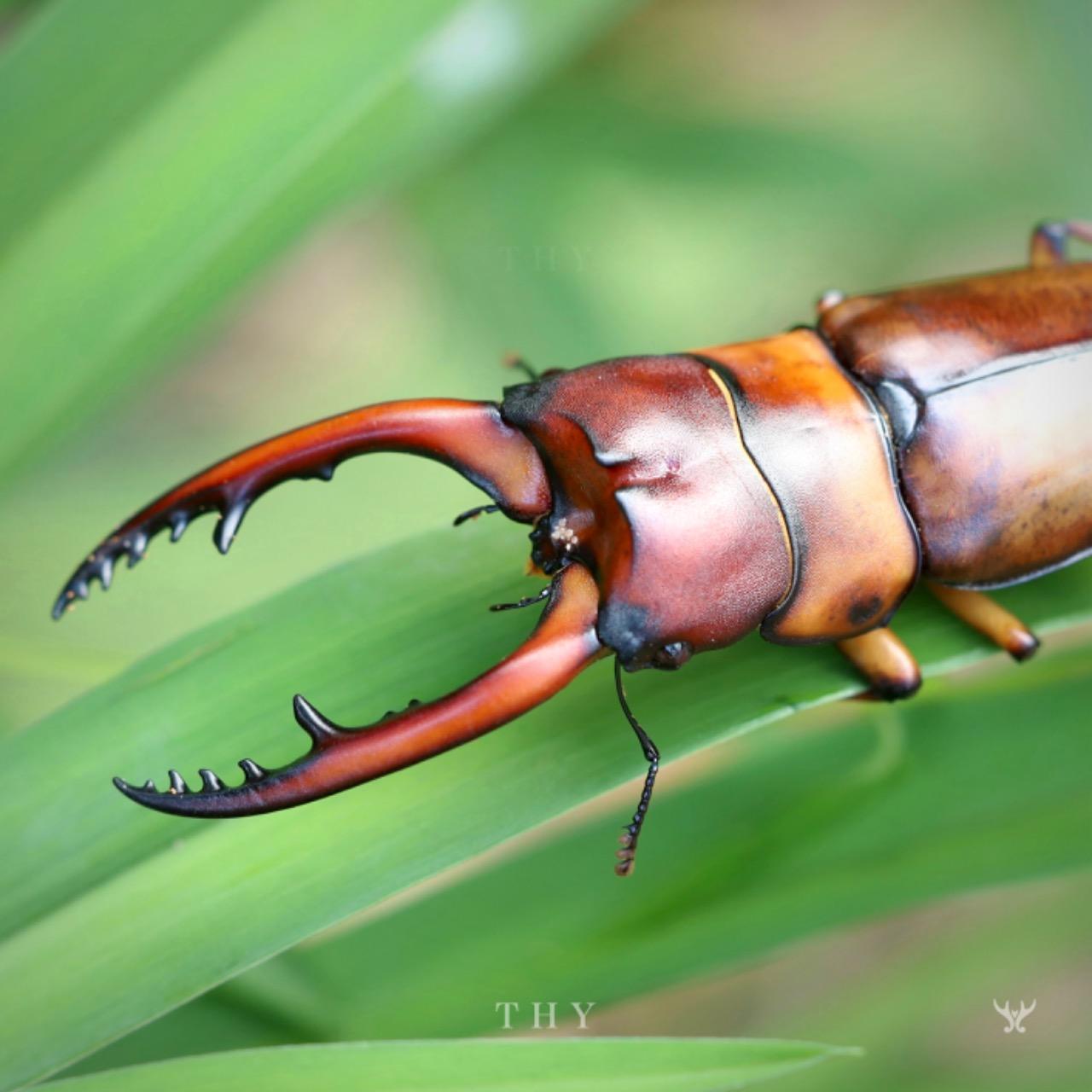 兩點鋸、兩點赤鋸鍬形蟲， Prosopocoilus astacoides blanchardi