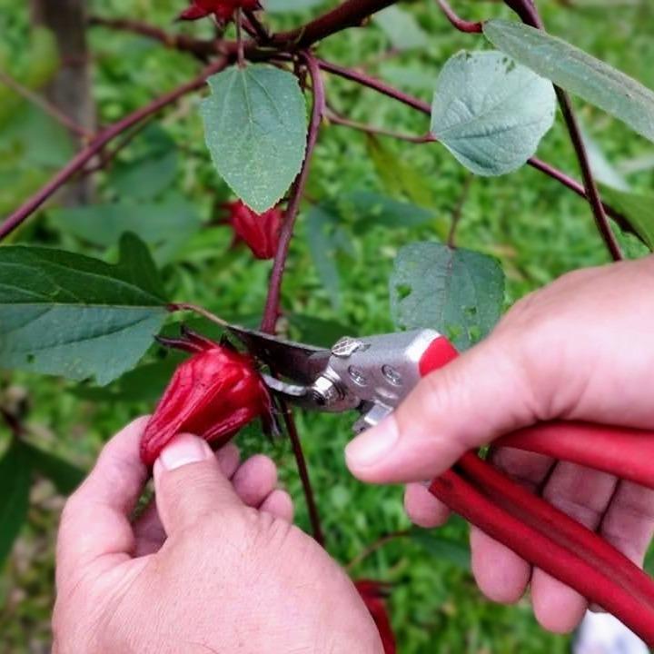 建新農家行 手採無毒洛神花