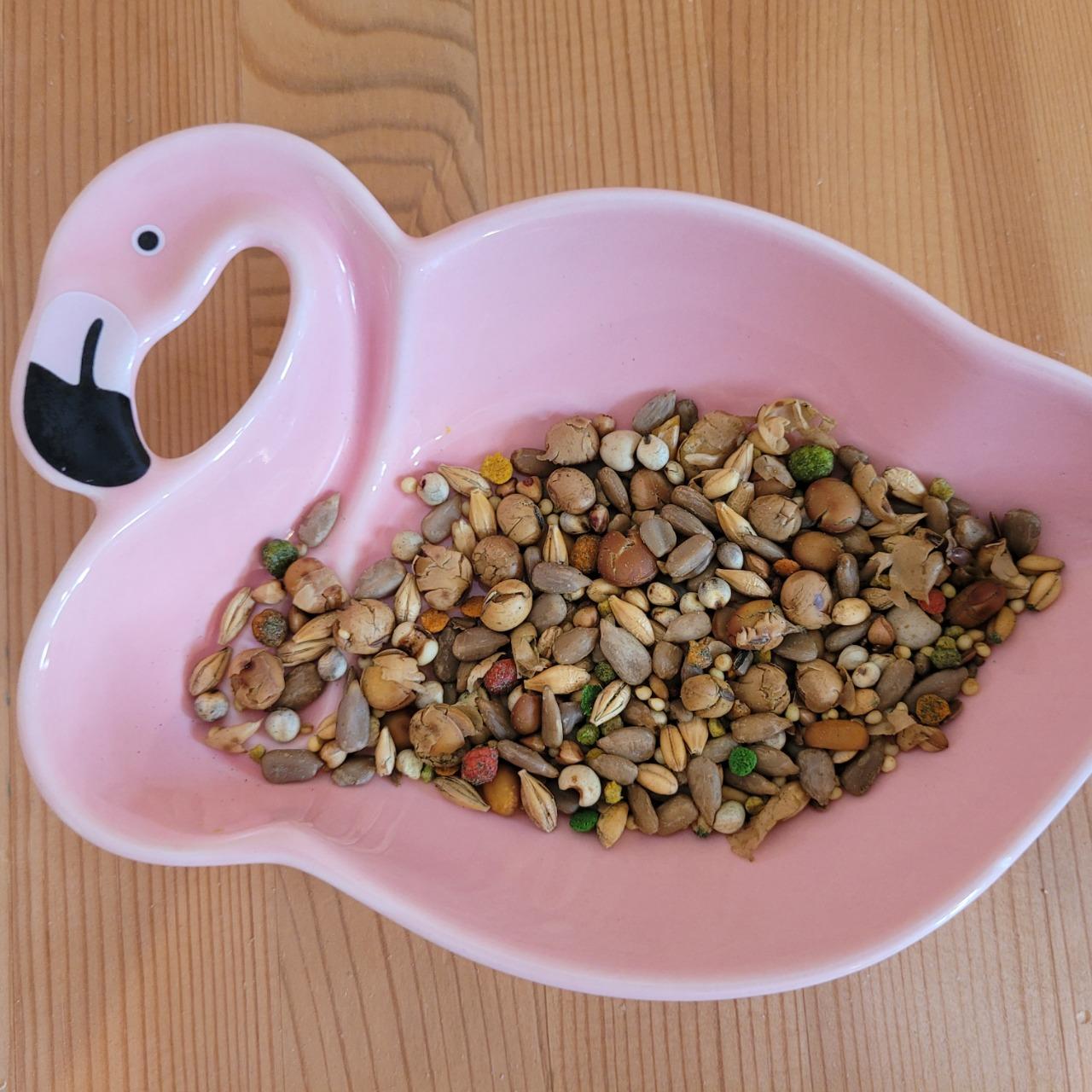 魚雁木坊│鸚鵡寄宿x站台玩具