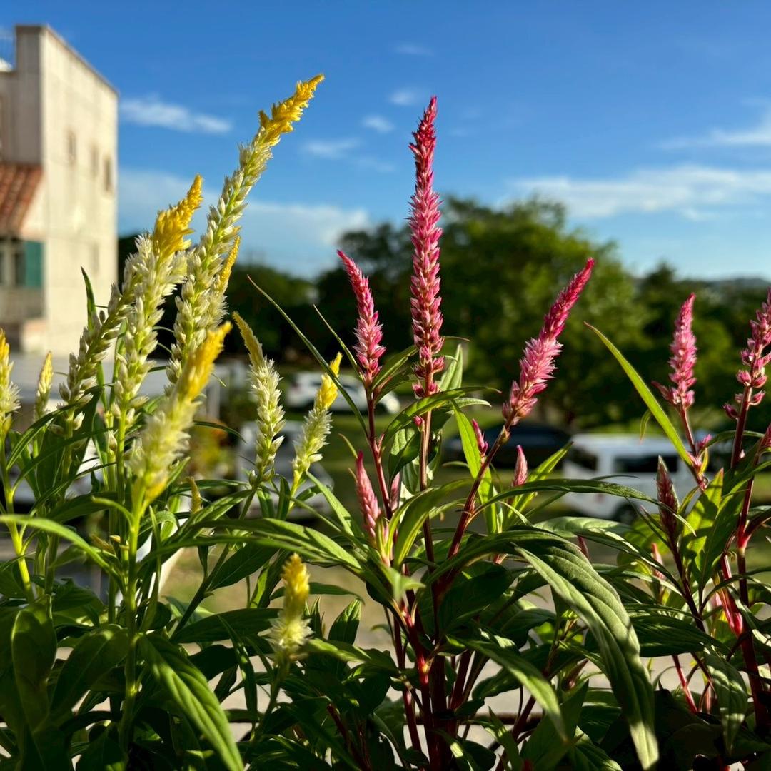 JUST RIGHT INN 恰好Just Right Inn周邊剪影