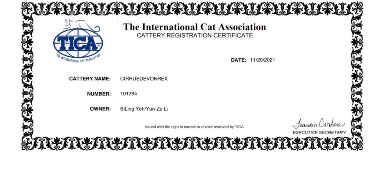 德文卷毛貓｜捲雲貓舍