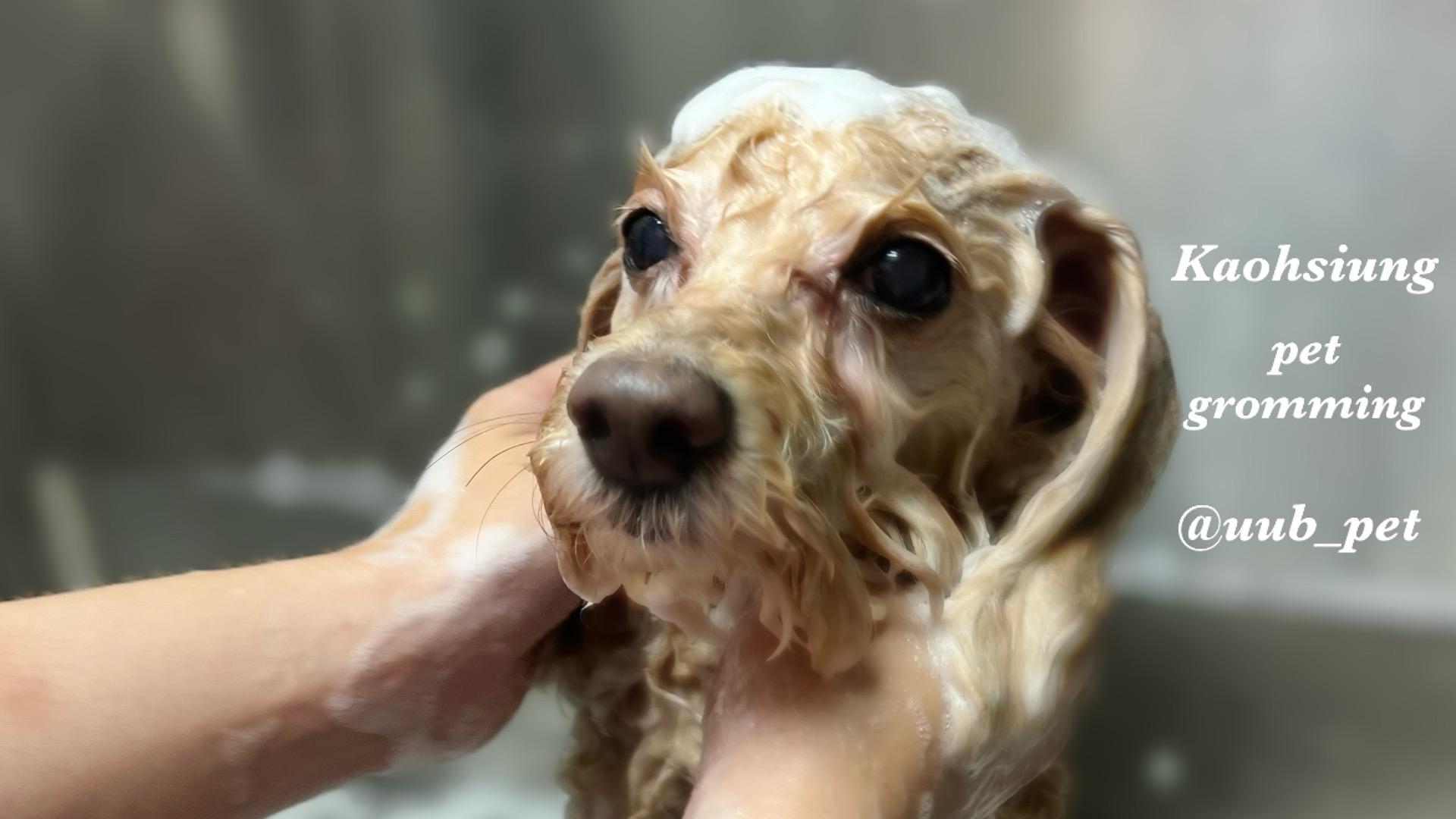 優優斑犬貓龜美容 line預約犬貓美容服務