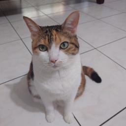 贊助連結
