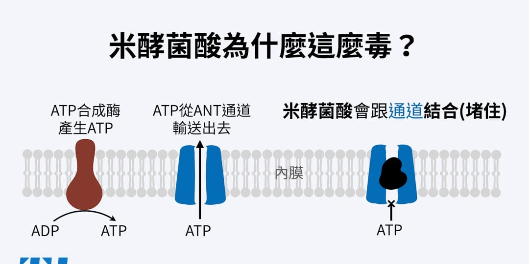 The News Lens 關鍵評論網 寶林茶室中毒案：兩張圖看懂「米酵菌酸」是什麼？為什麼這麼「毒」？