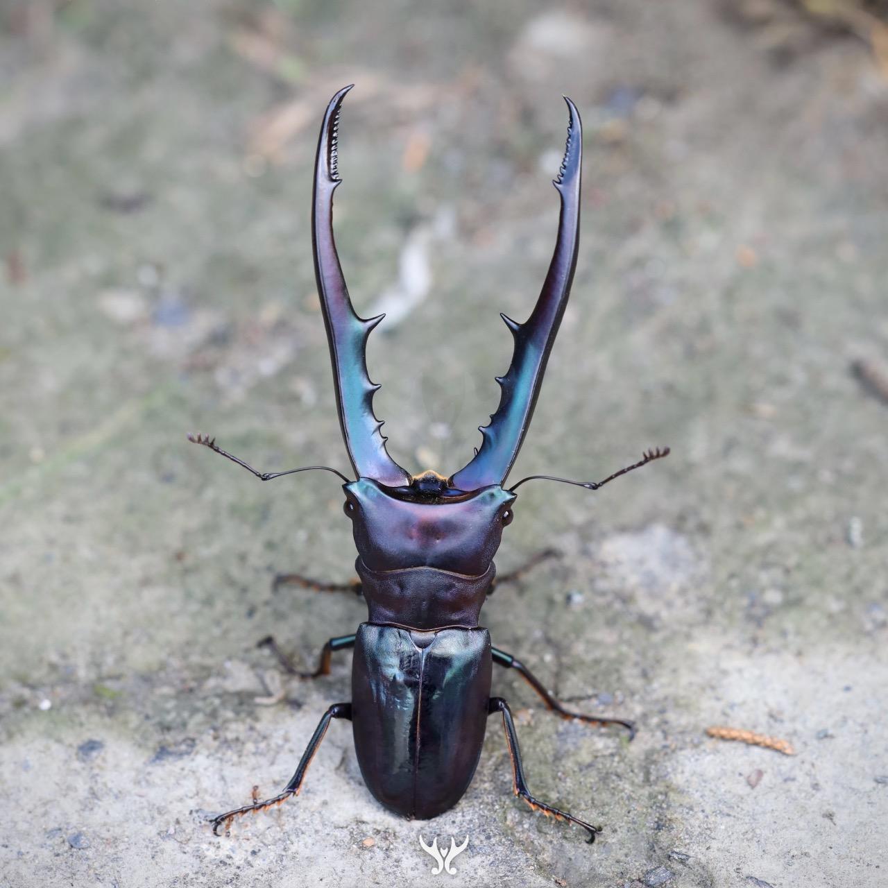 美他力佛細身赤鍬形蟲，Cyclommatus metallifer finae