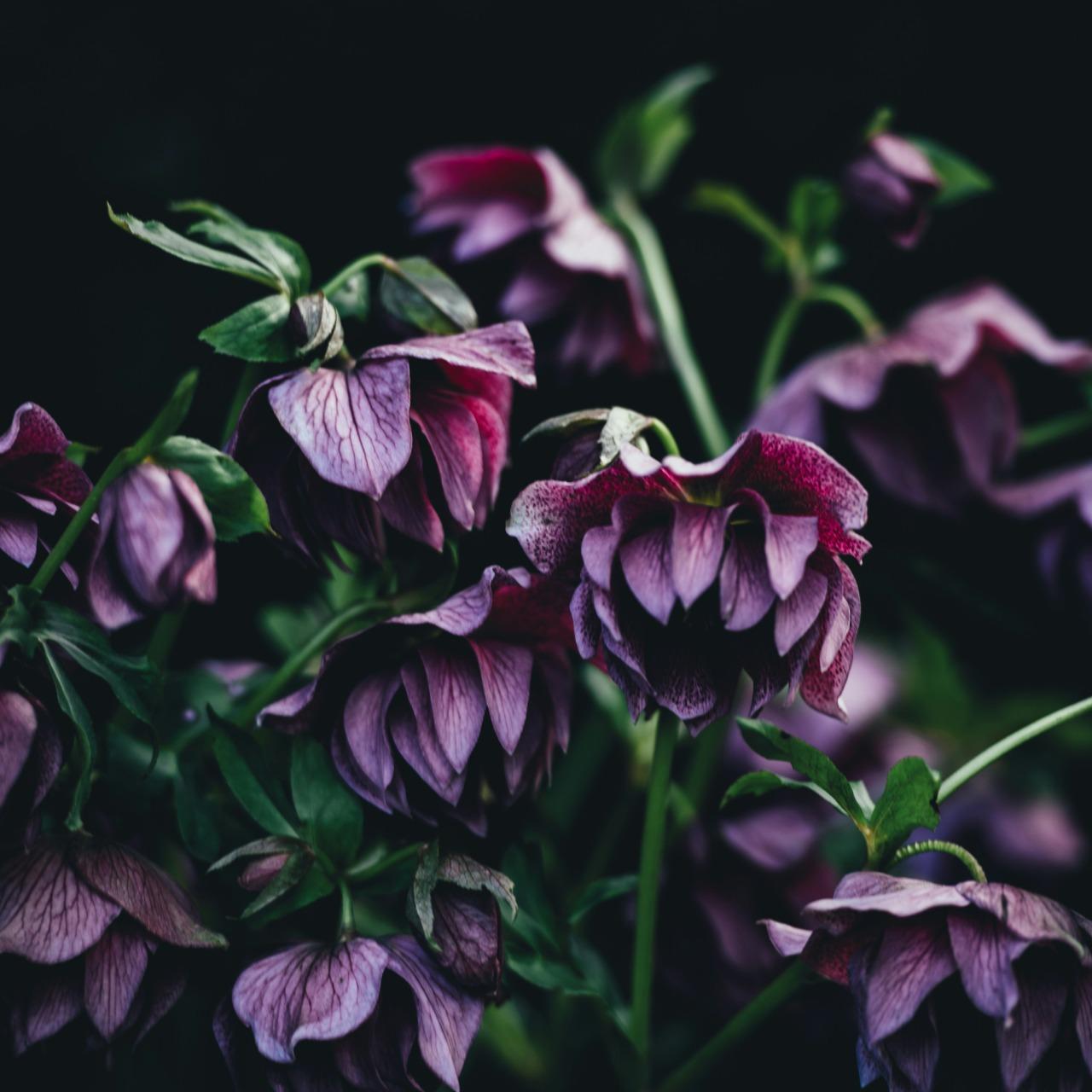 甚麼是古典花療Classical Flower Therapy Bach Flower