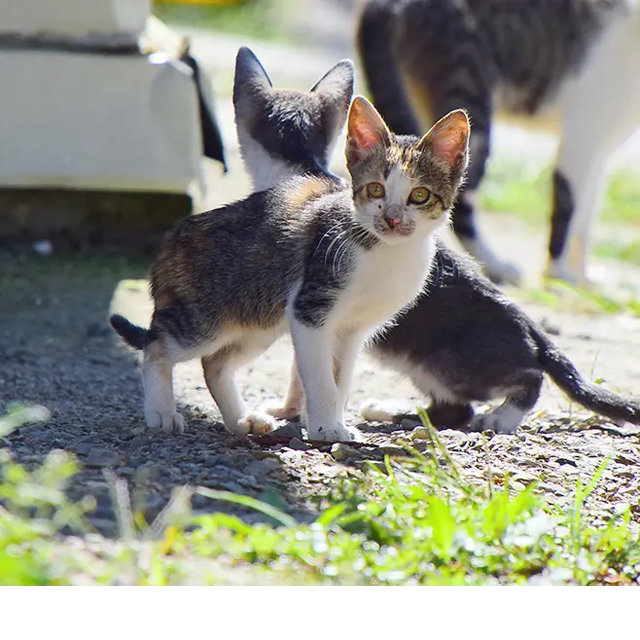 台灣之心愛護動物協會 浪貓