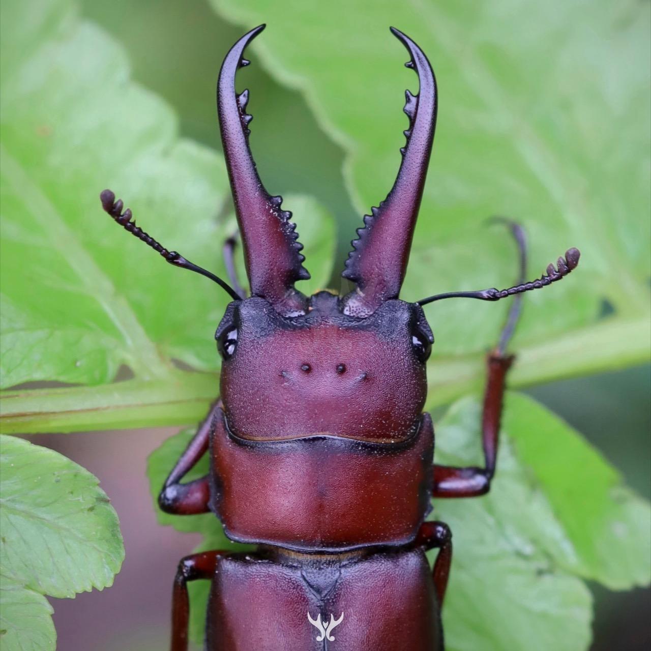 四點鋸、麥克蘭鋸鍬形蟲， Prosopocoilus maclellandi