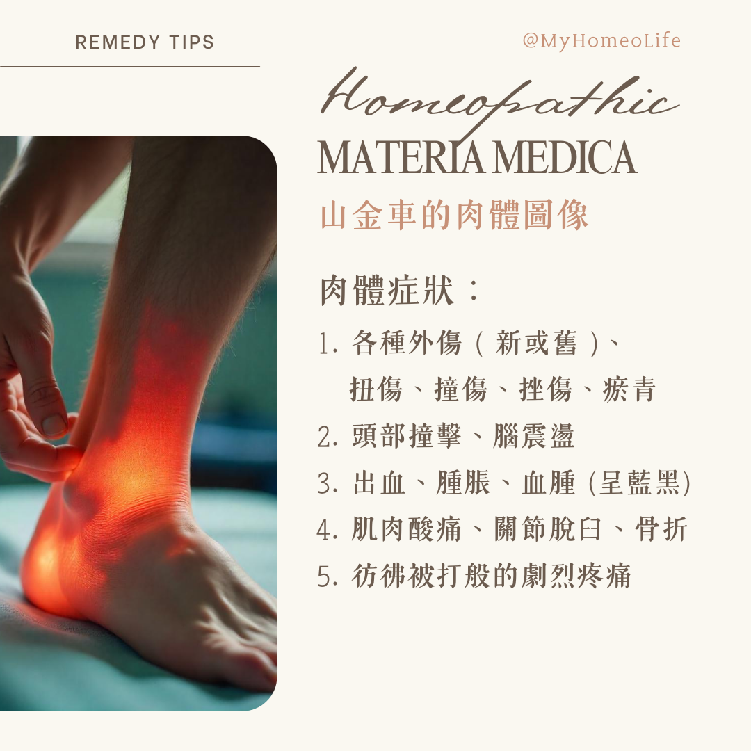 山金車 Arnica 順勢療法 homeopathy