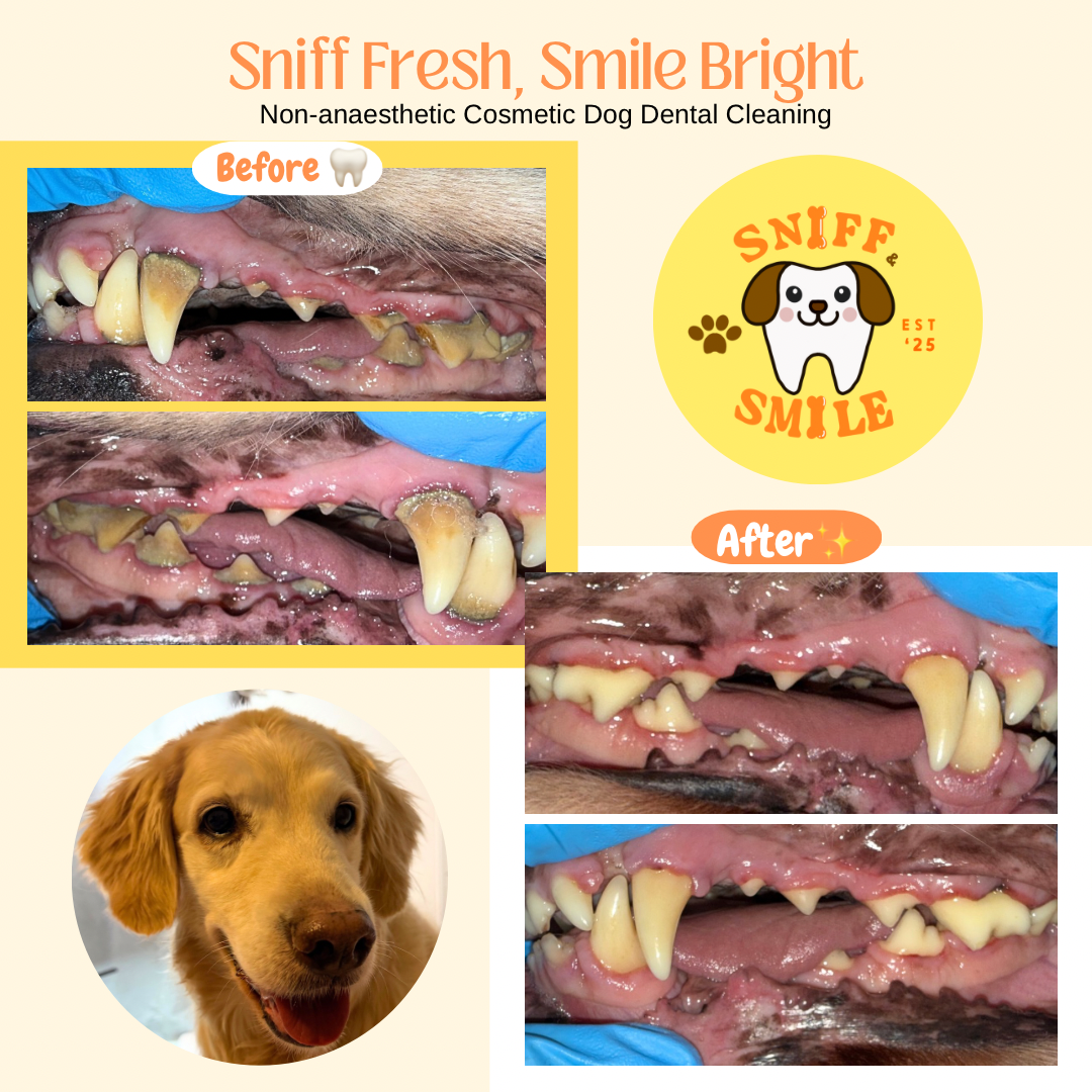 Sniff & Smile Age : 12