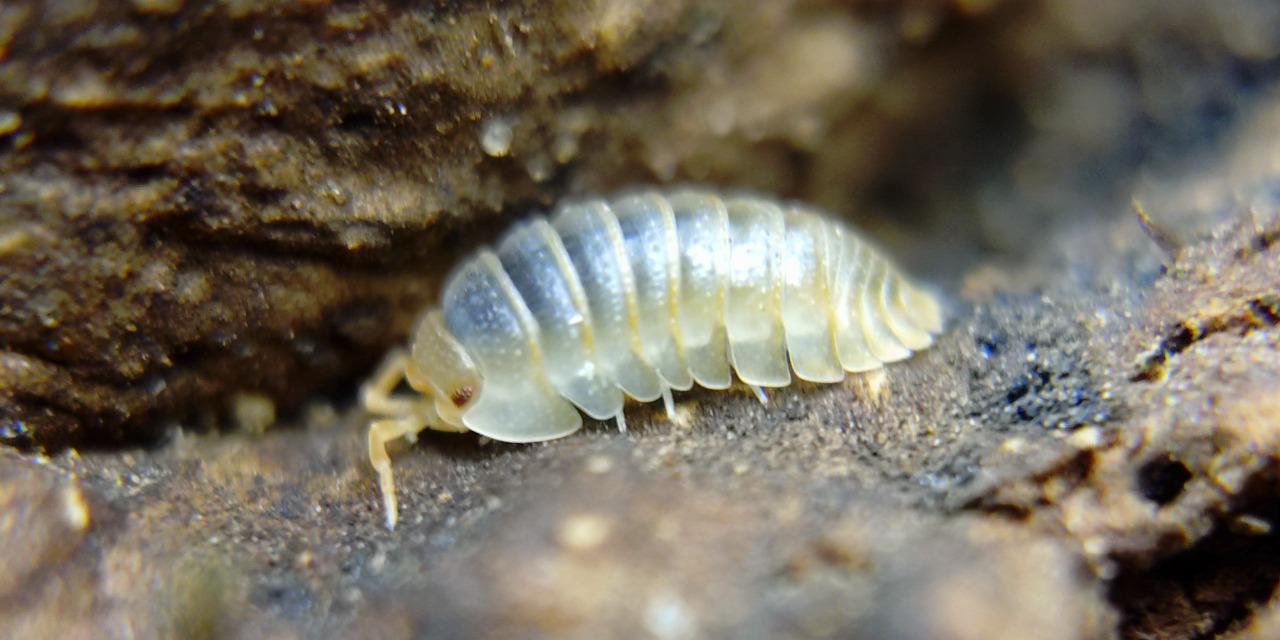 只鼠於你（isopod belongs to you） 橘帕拉斯鼠婦 Armadillidium pallasii " Orange "