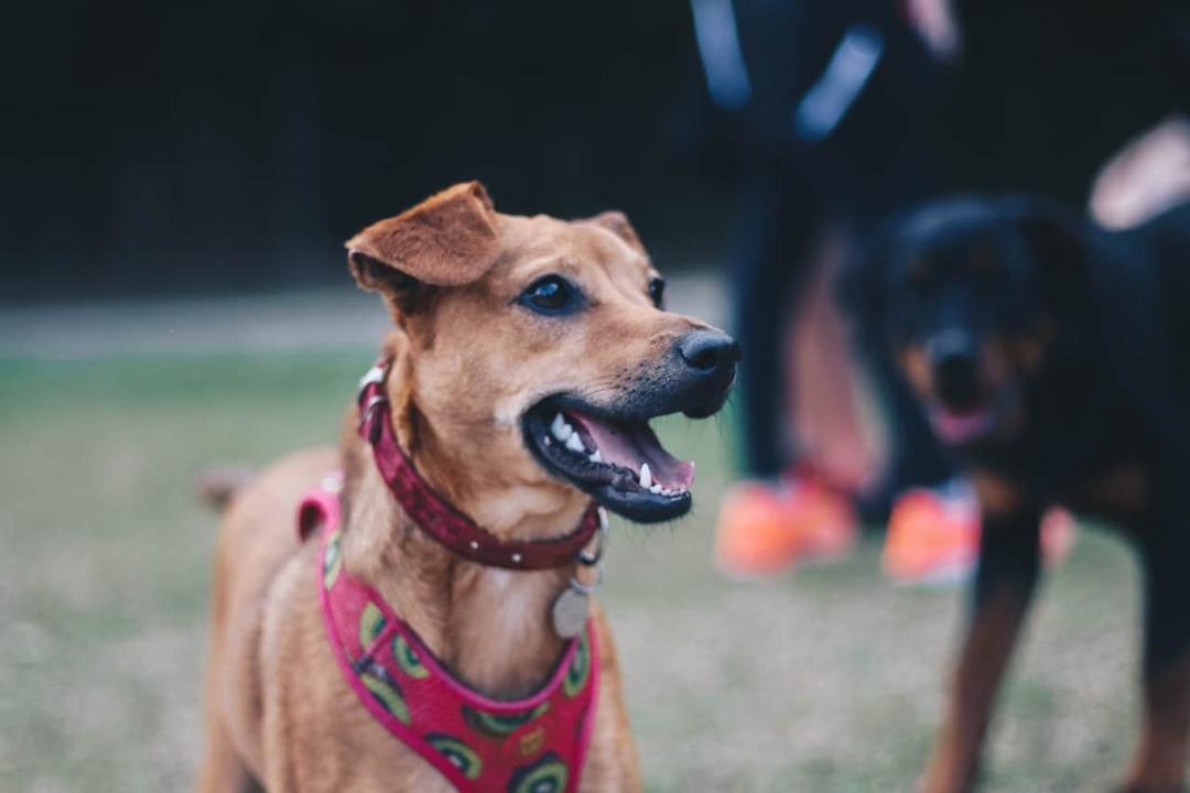 浪犬博士-狗兒家庭教育學院 如何讓狗不叫？！從理解情緒開始，根本解決狗狗吠叫困擾
