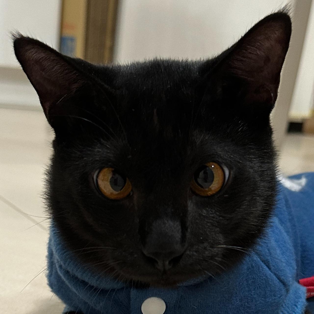 MOMO 黑貓、貓咪、貓、cat