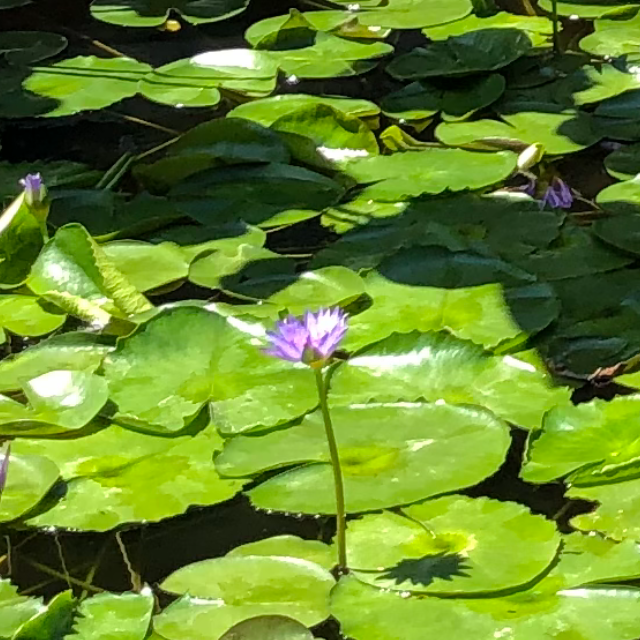 奶茶蒸餾水