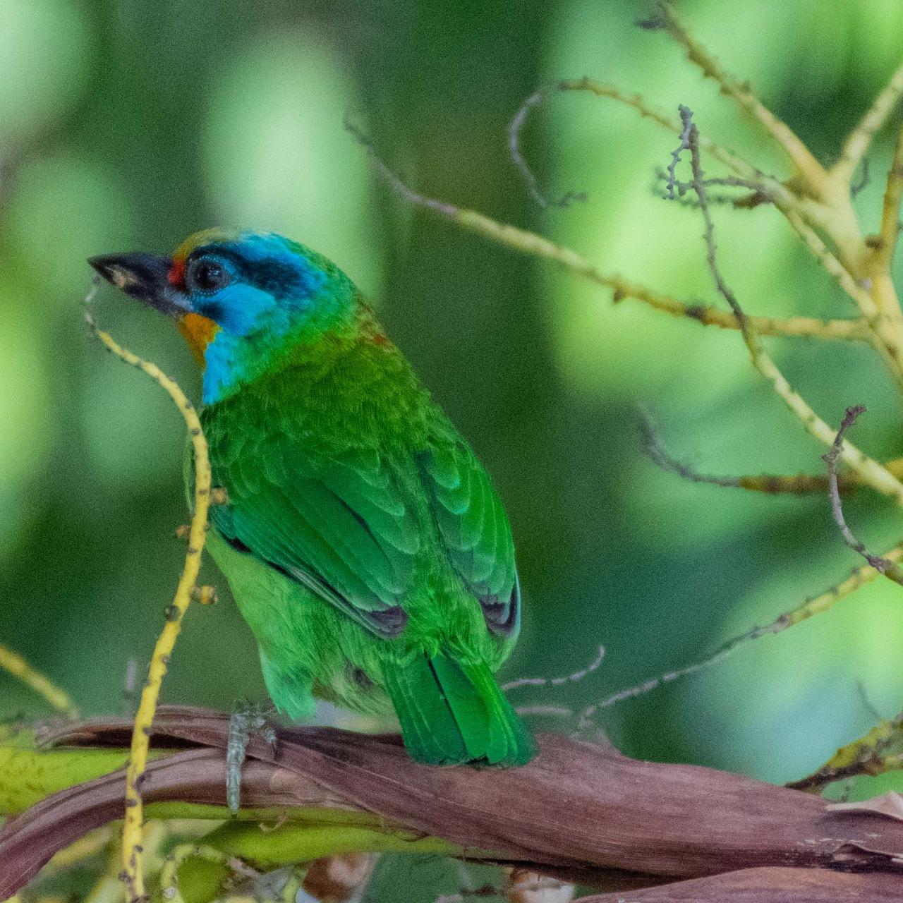華泰瑞苑 GLORIA MANOR 五色鳥 Muller's Barbet