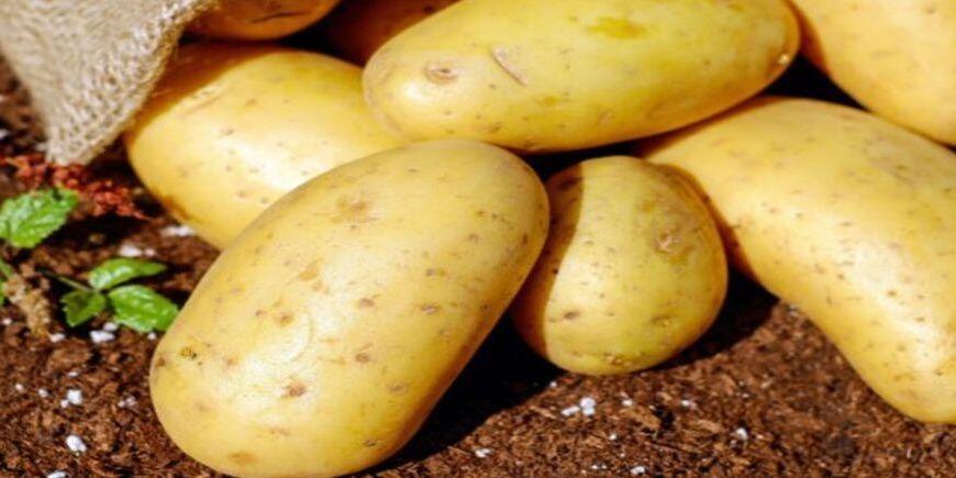 Pennsylvania Co-Operative Potato Growers