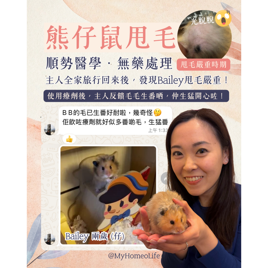 熊仔鼠掉毛 甩毛 寵物治療 順勢療法