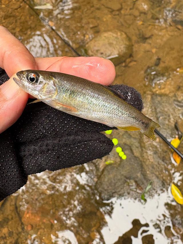 釣魚實習生