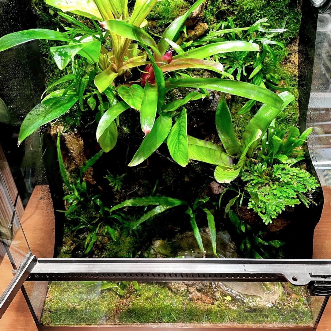 vivarium, frog, reptile