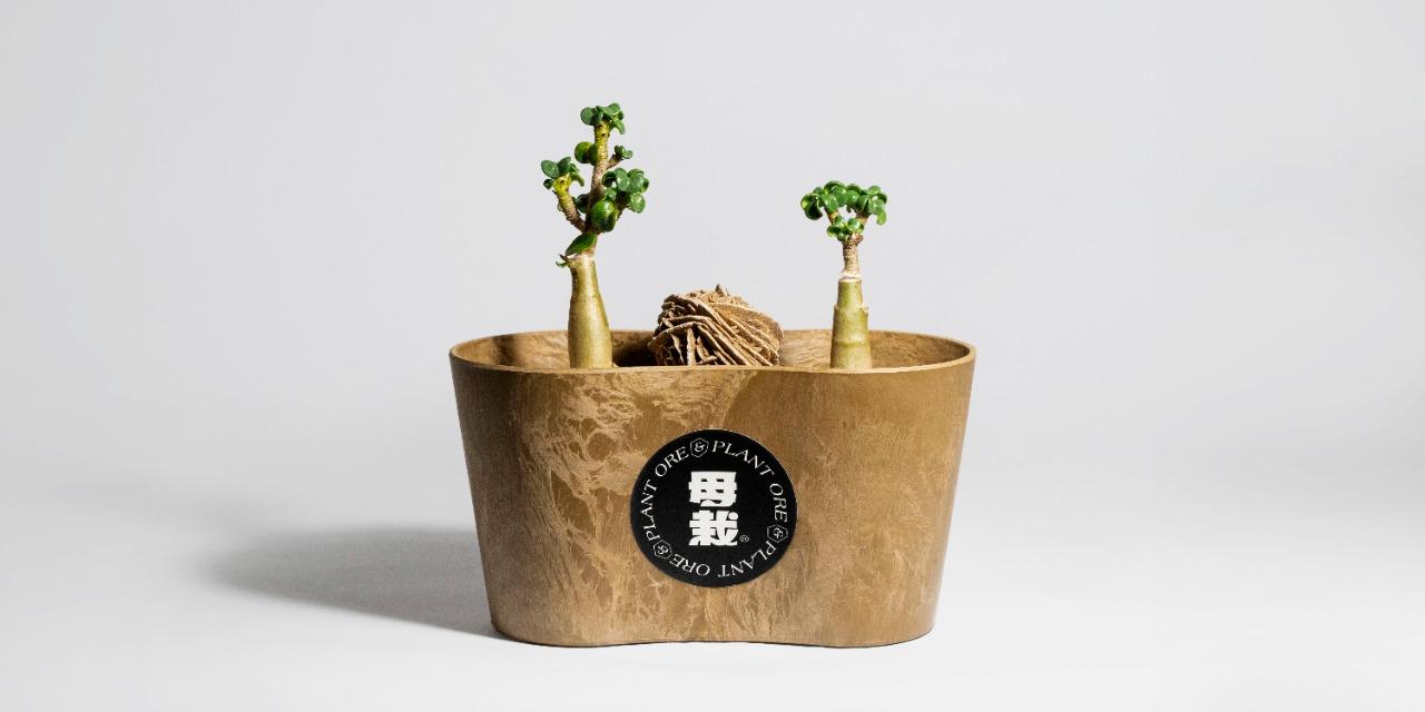 Mood plant 訂製我的母栽