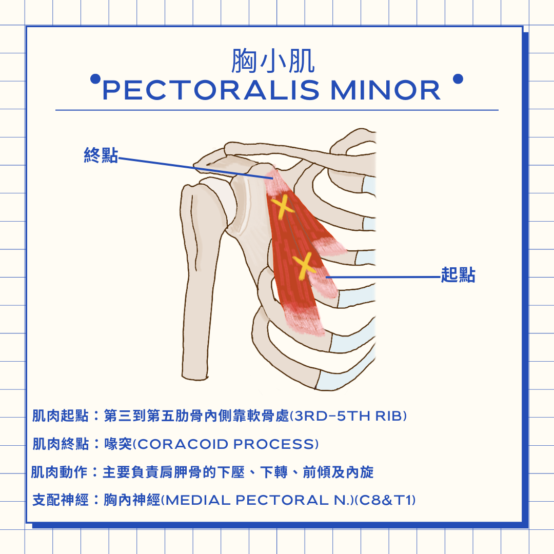 Yo 物理治療師 胸前側緊繃必看-胸小肌