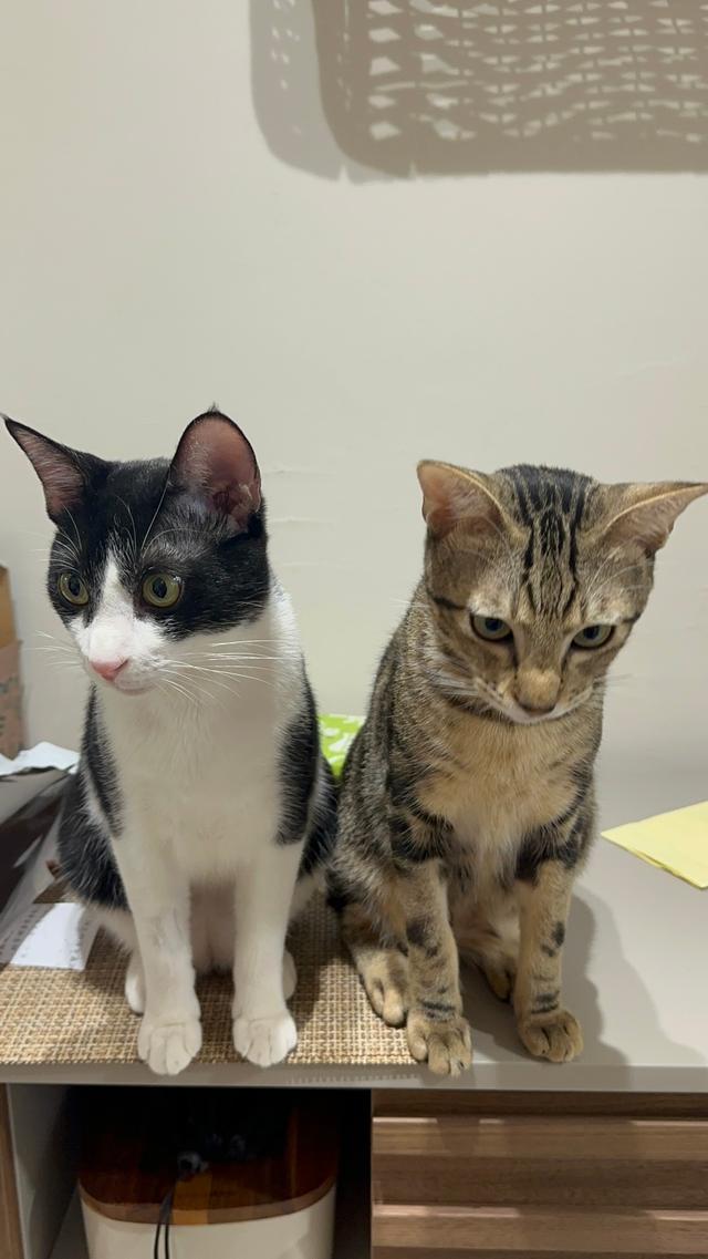 fufu 福福 | 1st 初一 | 寵物保姆 🐾