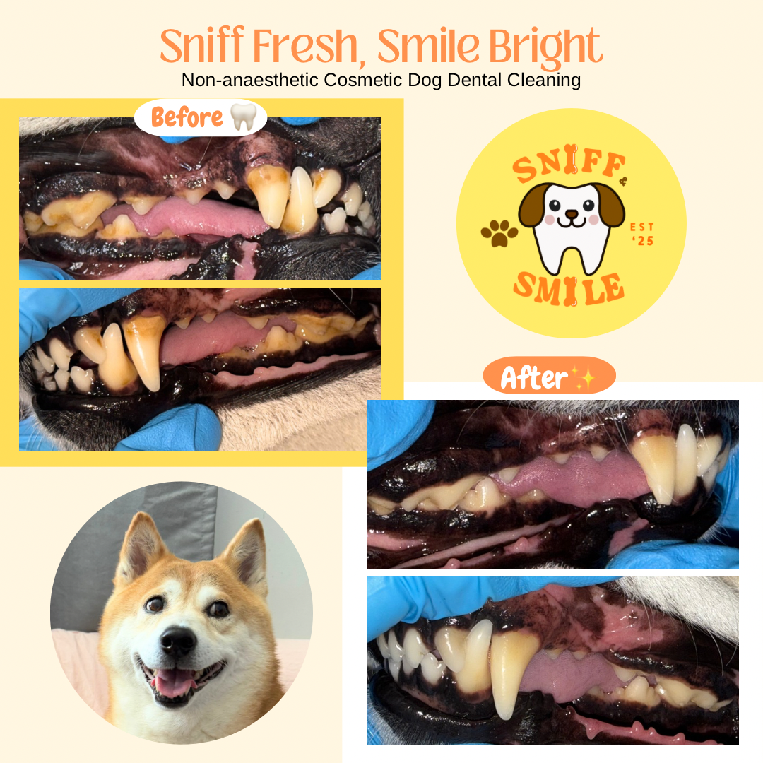 Sniff & Smile Age : 6