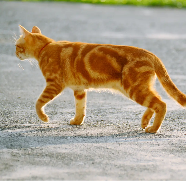 台灣之心愛護動物協會 結紮