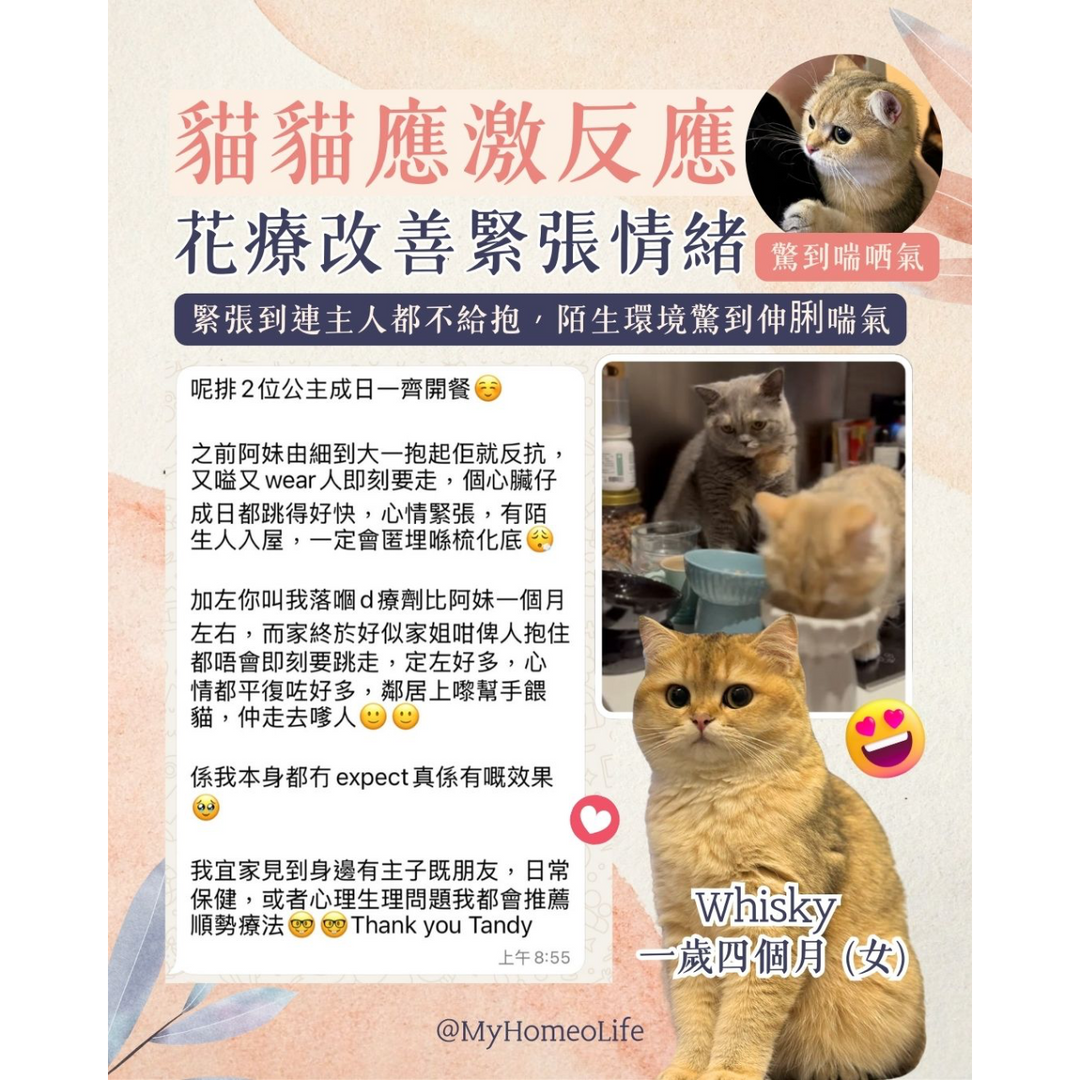 應激反應 情緒 英短 寵物治療 順勢療法 自然療法