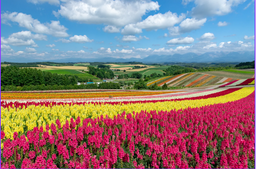 北海道花田六日33900起