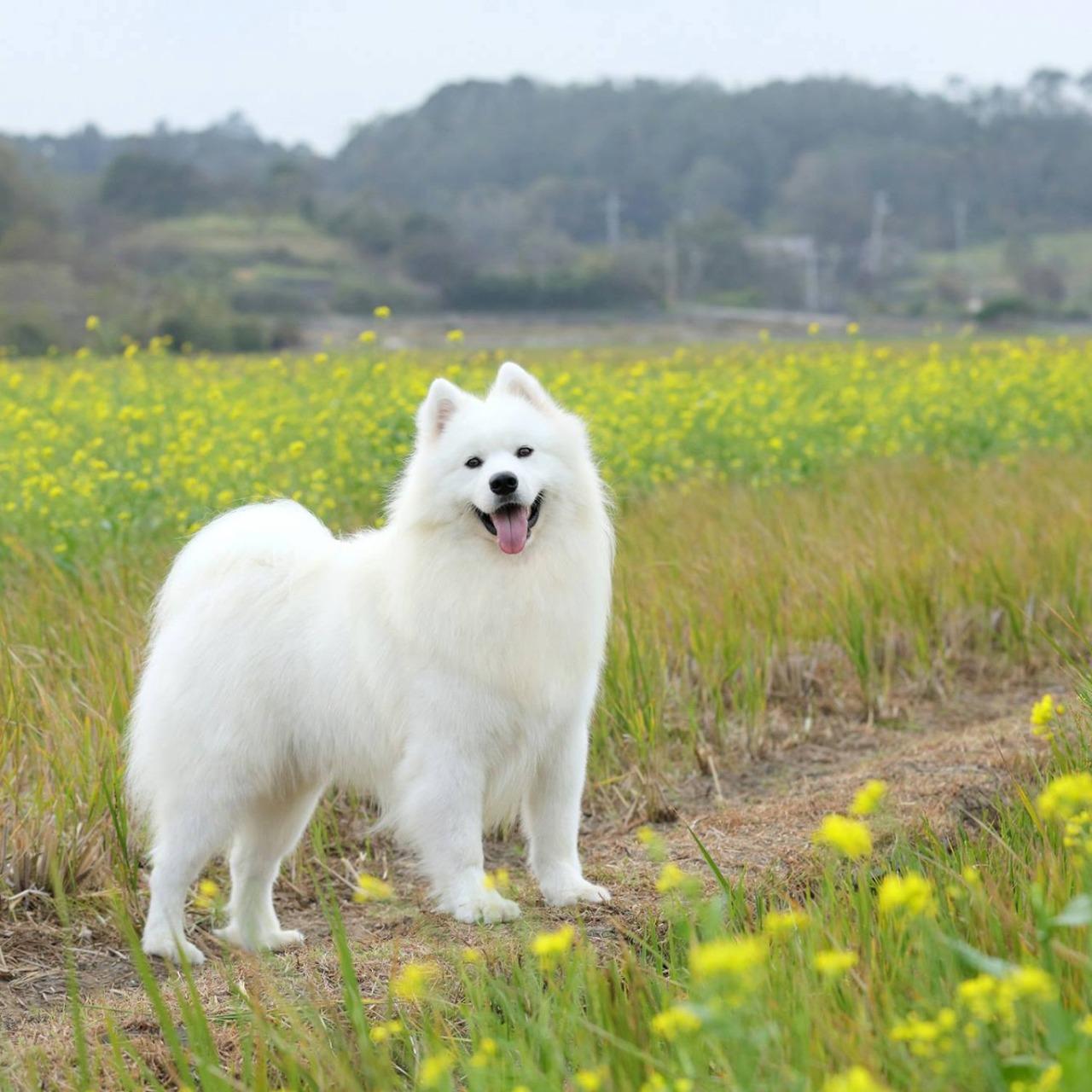 白色微笑犬舍